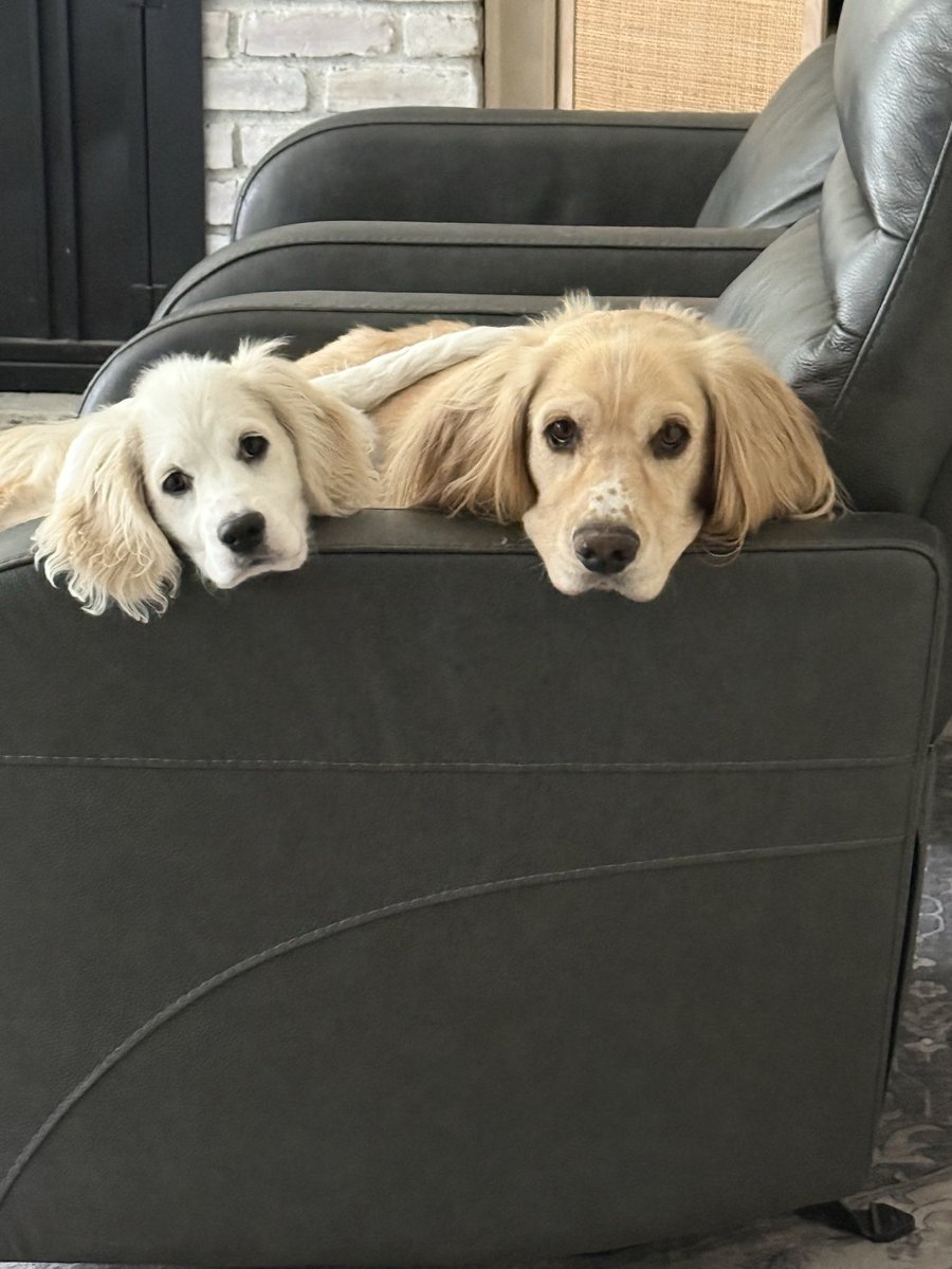 tybEZ's tweet photo. @Puppieslover https://t.co/LOq1Ao9EIs