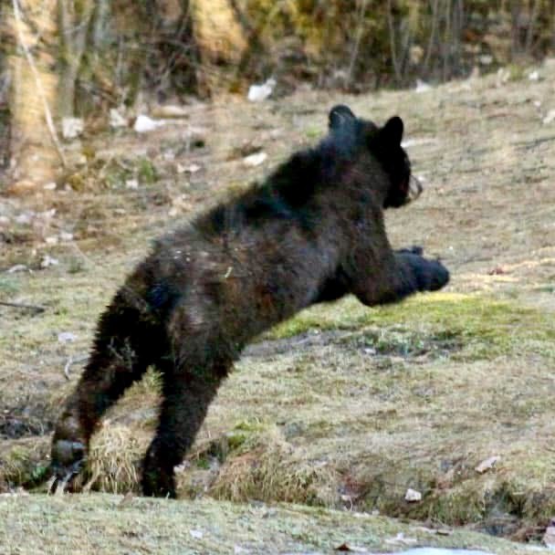 BryanMarquard's tweet photo. Whether you leap into the weekend, like one of Mink's cubs, or stroll out of the work week like Mink herself, have a great Saturday and Sunday. #fallbackfriday photos from April 2015. #wildlife https://t.co/ott5Ur9xIy