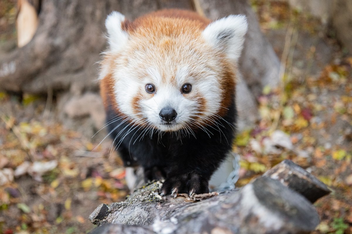 buffalozoo's tweet photo. We're always excited to promote conservation, even when goodbyes are involved.

Red panda cubs Joy and Henny, as well as African lion sisters Asali and Denny, will soon head to new zoos on Species Survival Plan recommendations from the AZA.

🔗 Read more: https://t.co/f95gBCov1e https://t.co/B1j3i1NfnN