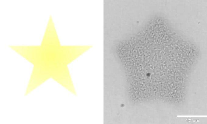 GTResearch_'s tweet photo. .@GTChBE  researchers are using patterned light to generate and control microscale forces that could inform designs for synthetic cells that deliver drugs. https://t.co/sRAIm3TNwz https://t.co/MvZthhXrv0