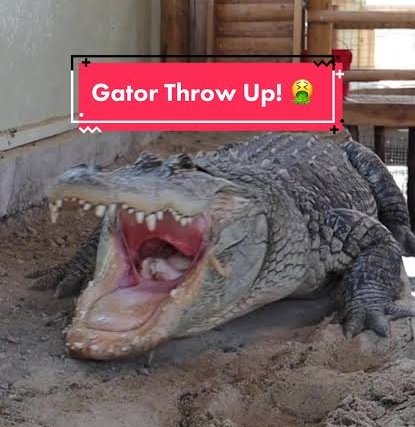 Mel Gibson fan 83 tweet media