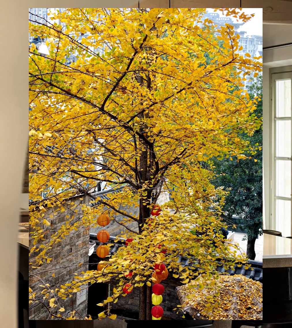 Matthew Collard tweet media