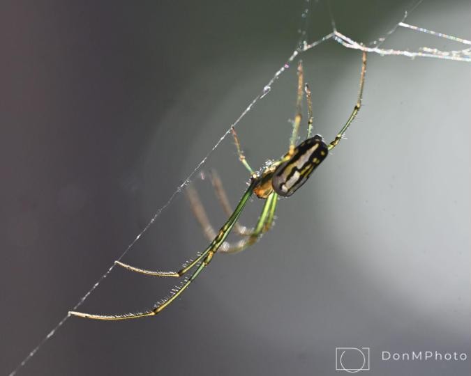 DonMedia's tweet image. Every now and then, you capture lightning in a bottle #photography #spider