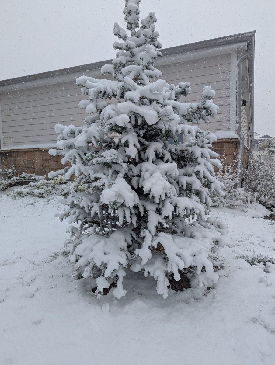 RickyBo58277502's tweet image. Very steady snow for East Longmont! Wow! #cowx #snow #cold #weather @kodythewxguy @NWSBoulder @BianchiWeather @CReppWx