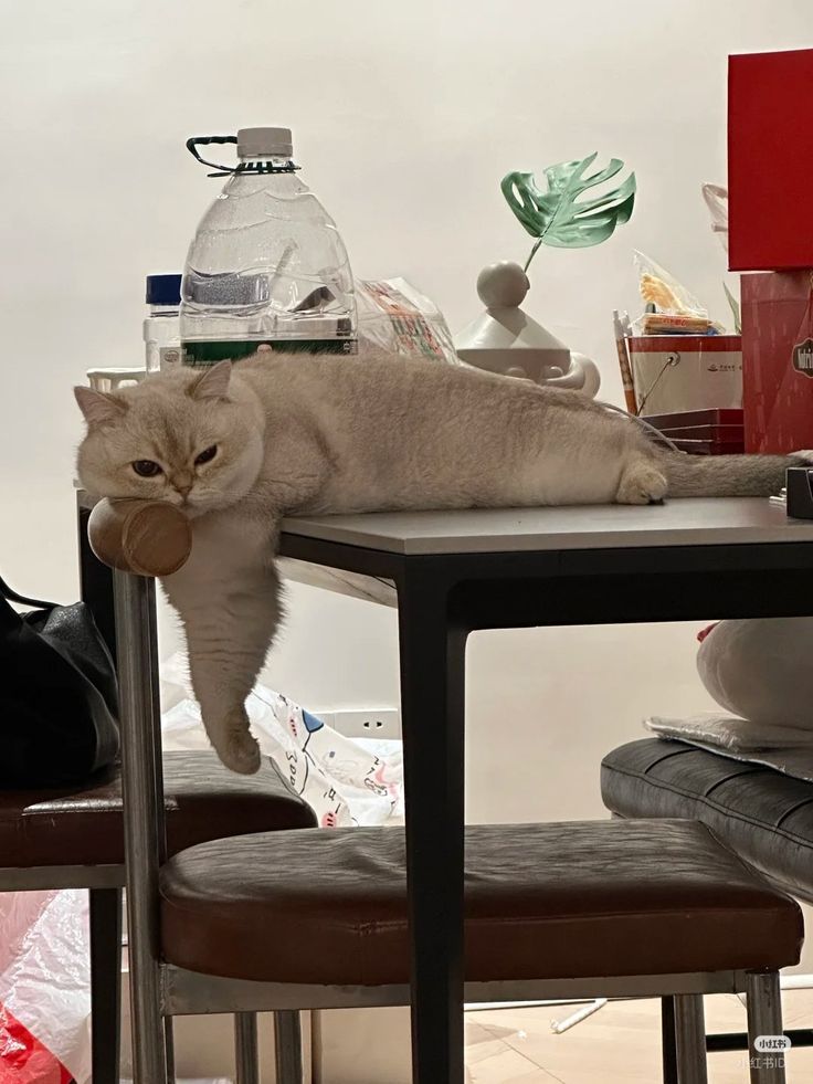 Cats all the way tweet media