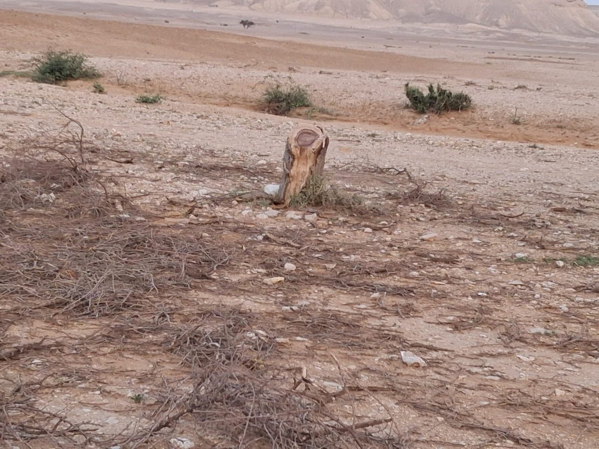 حمد الثبيتي tweet media