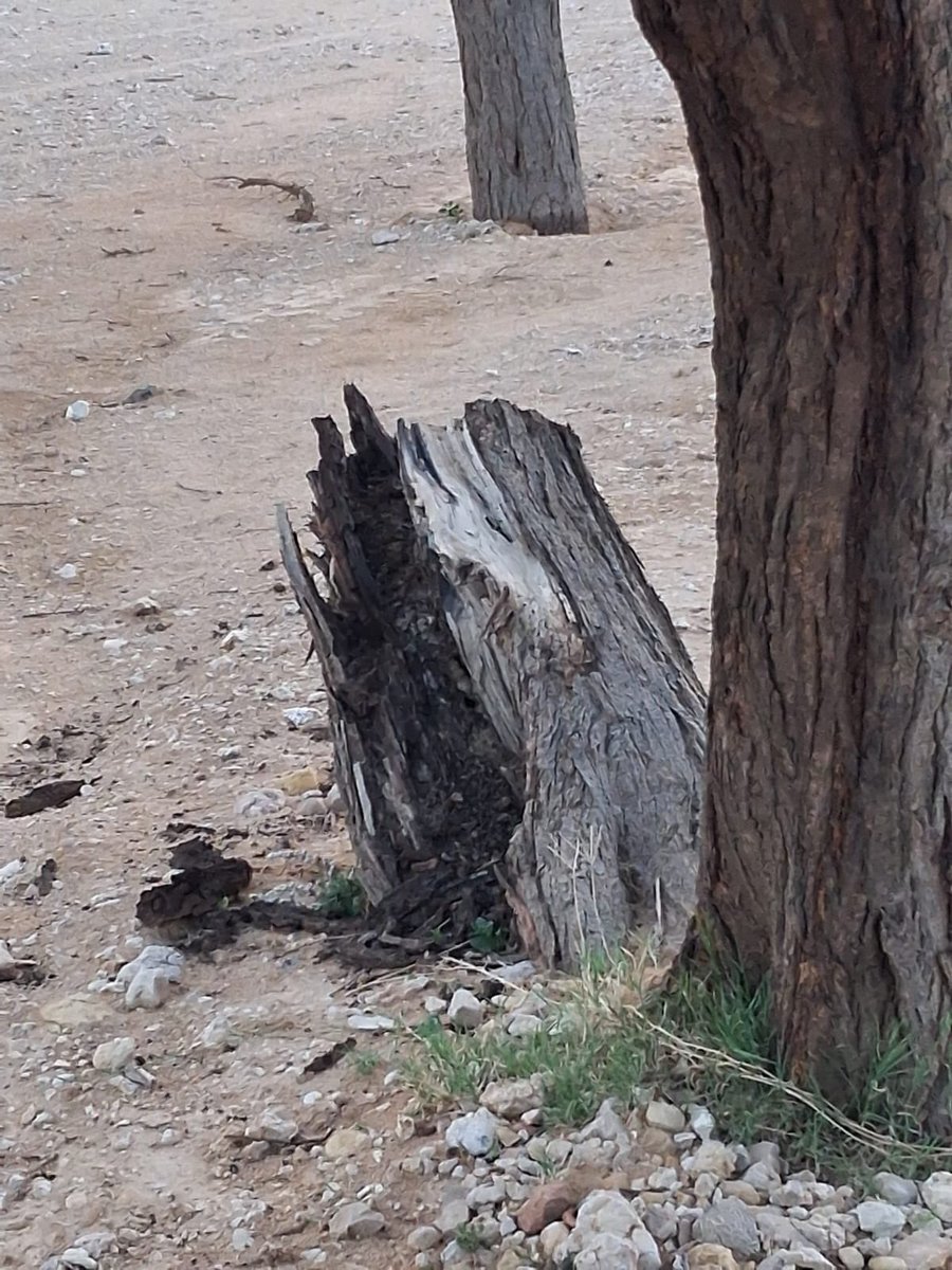 حمد الثبيتي tweet media