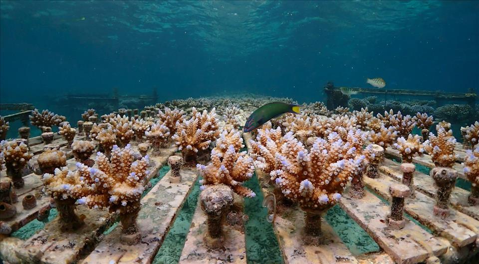MENAFN's tweet image. How Accelerating Evolution Could Help Corals Survive Future Heatwaves New Study #Accelerating #Evolution #Help #Corals #Survive #Future #Heatwaves #Study #Factory #Output #Production #Appliance #Equipment dlvr.it/TS5PPz