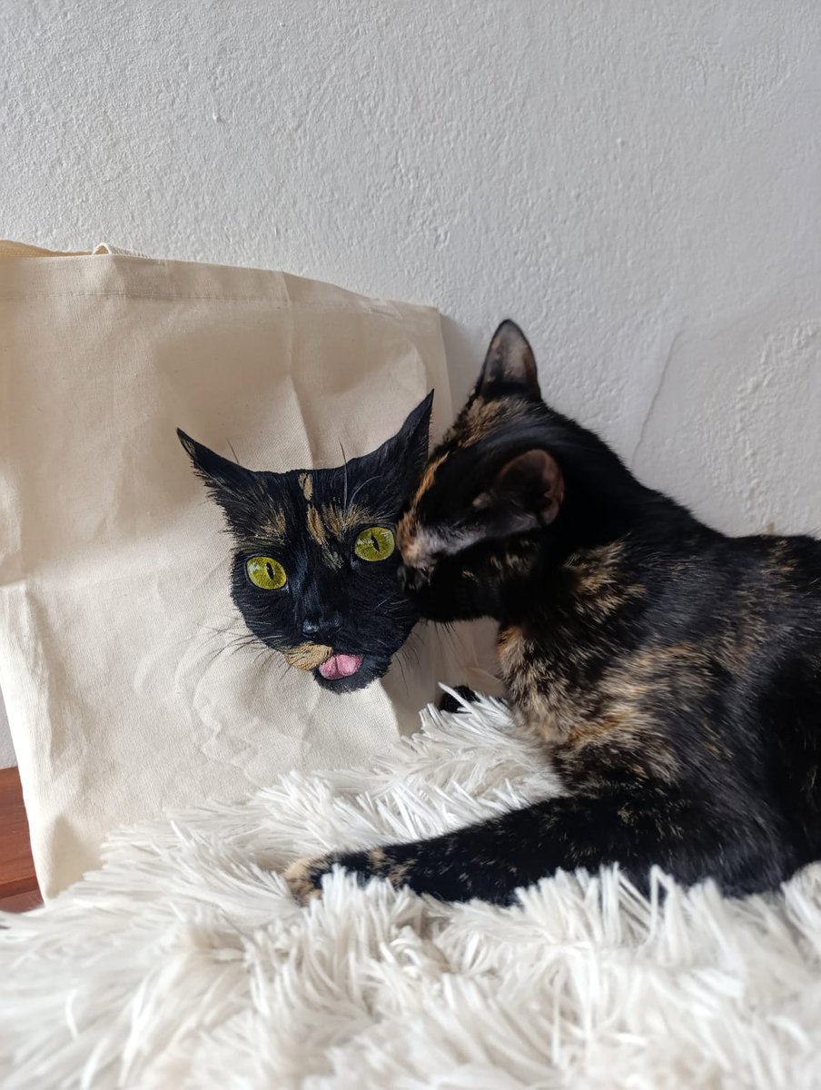 Mi gata viendo su cara en todos lados