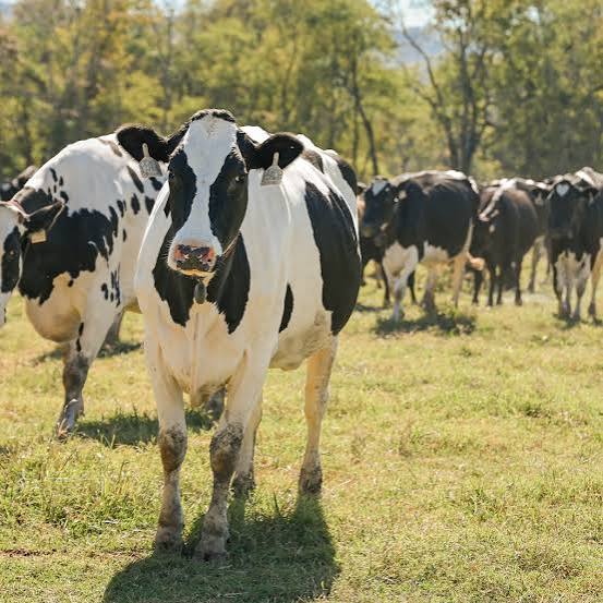 majinakou's tweet image. #spirits ♻️♾️💲