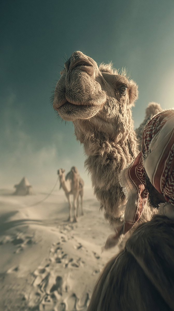 ‏تركي tweet media