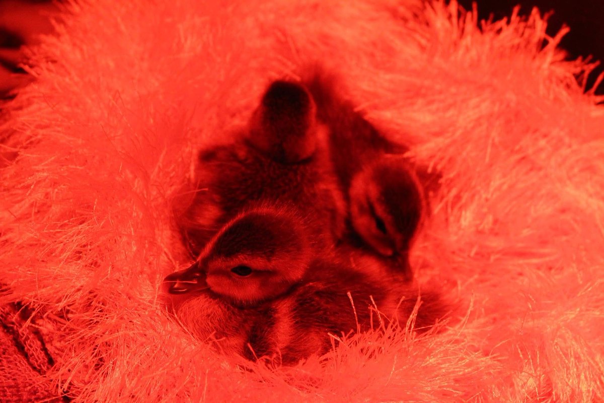 Ms.McGillicuddy tweet media