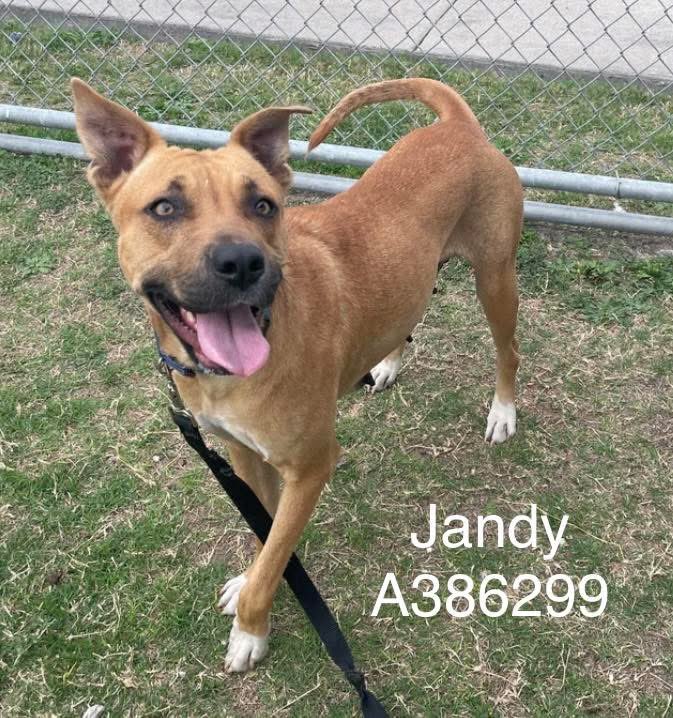 SamfromSpain's tweet image. JANDY #A386299, sweet 14 mo old full of illusions!
Little does she know she’s in a Corpus Christi AC Kill Shelter‼️
Must free her &amp;amp; find her a ❤️🏠where she’ll be safe &amp;amp; thrive!
HW+(curable)
PLEDGE 4 #RESCUE or #ADOPT
Just a playful youngster w/her whole life ahead of her!