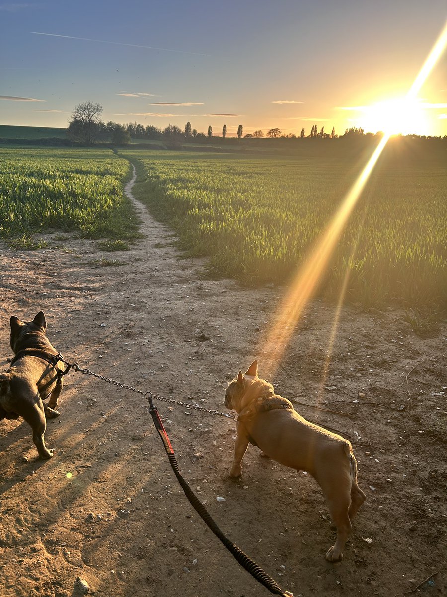 coco_th's tweet photo. Sunset Walkies 🐾 ☀️ 🫶🏻  #fridayvibes #sunset #walkies #eveningwalks #dogsofx https://t.co/oJHXvzyGLF