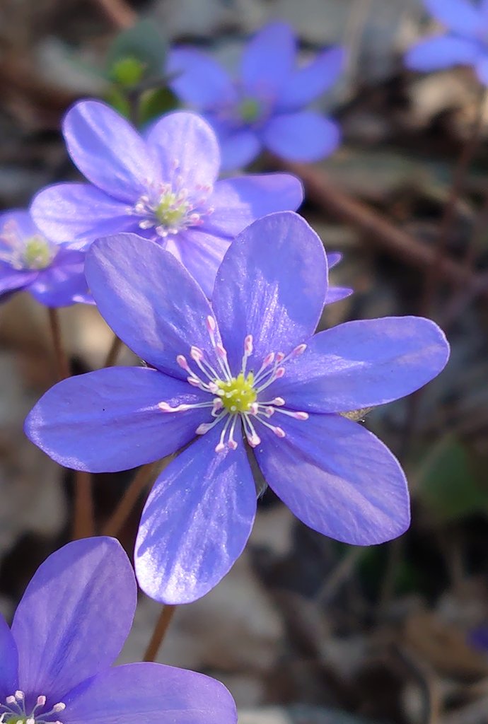 mate8069's tweet image. 4️⃣月1️⃣8️⃣日、土曜日 ☀️
皆さん、おはよう 👋
いつもありがとう 🌹
皆さん、笑顔いっぱい楽しい
週末をお過ごしくださいね✨
今日も宜しくお願いします 😊

さて、今朝の一曲は、
リュベンス / 天使さん 🎶

#写真好きな人と繋がりたい
#NaturePhotography