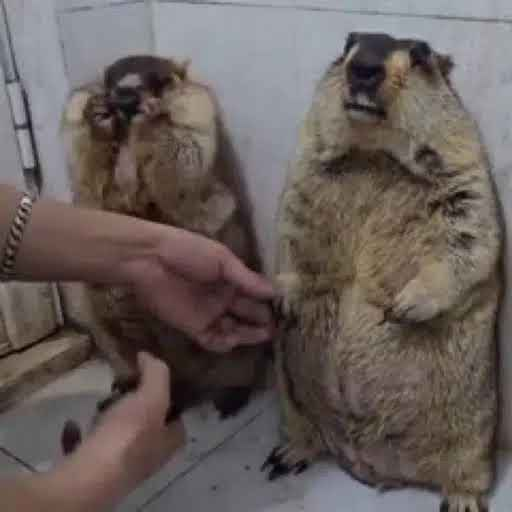 mathes990's tweet photo. @masterprintr Sayhello to marmots https://t.co/JpxJDniuGN