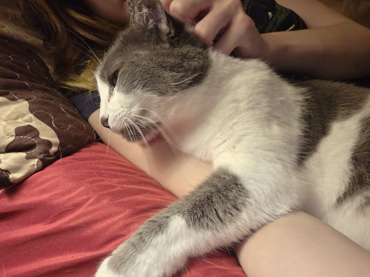 ⁽ᶠᵉᵉᵈ ᵐᵉ⁾ 𓅻 𝗚𝗨𝗡𝗞 𓅻 tweet media