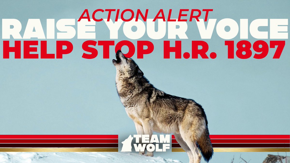 Team Wolf tweet media