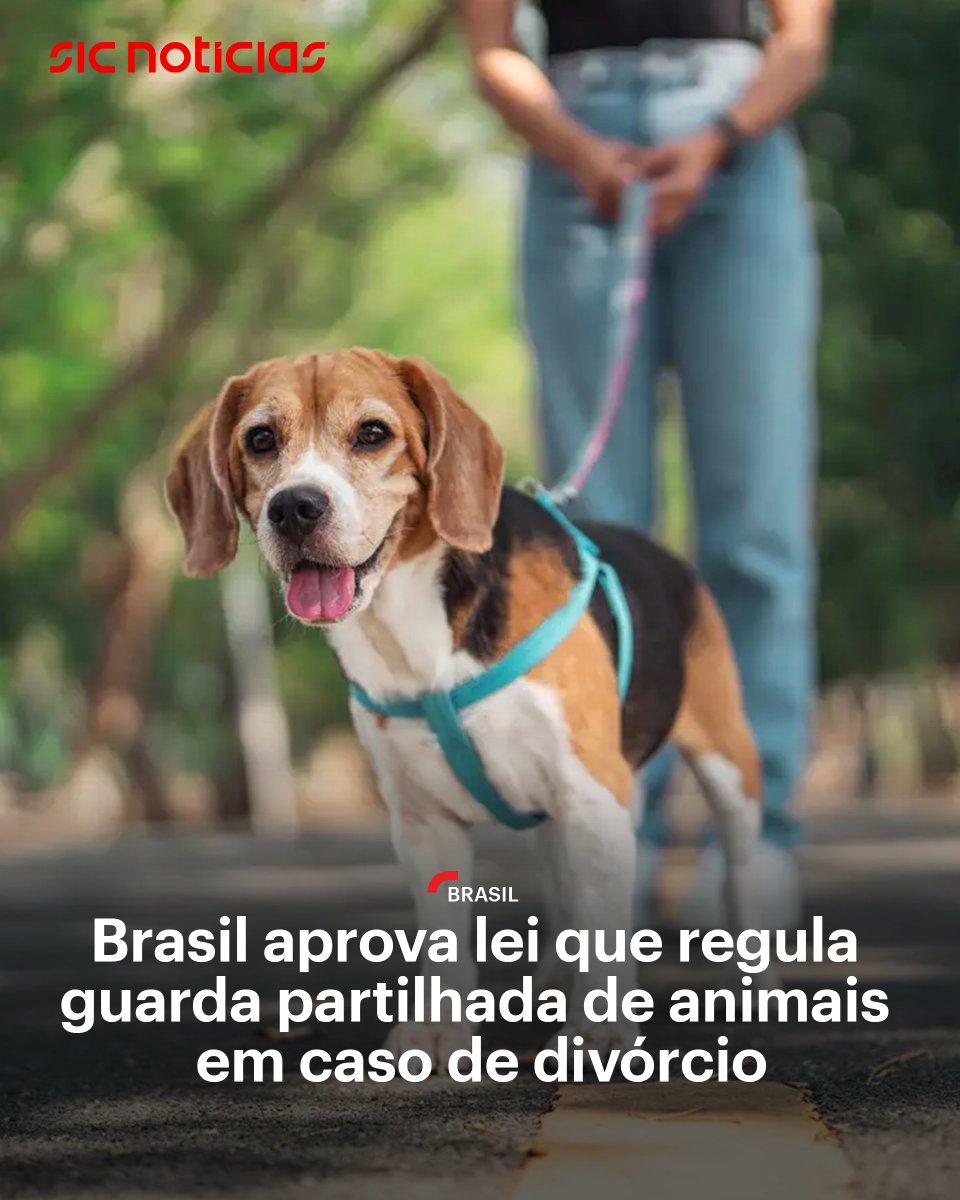 SICNoticias's tweet image. A presidência brasileira assinou esta sexta-feira a nova lei que define os termos da guarda partilhada de animais de estimação em caso de divórcio ou fim de união estável.

Saiba mais em: bit.ly/4tleOe9

#brasil #mundo #internacional #animais #news #sicnoticias