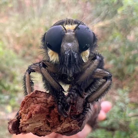 💖💫🐰🌸🐰💫💖 tweet media