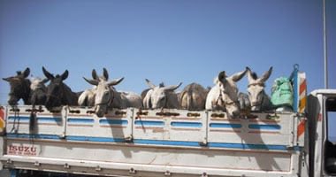 حمير جحا رايحين لأسيا 2 يشجعون فريقهم