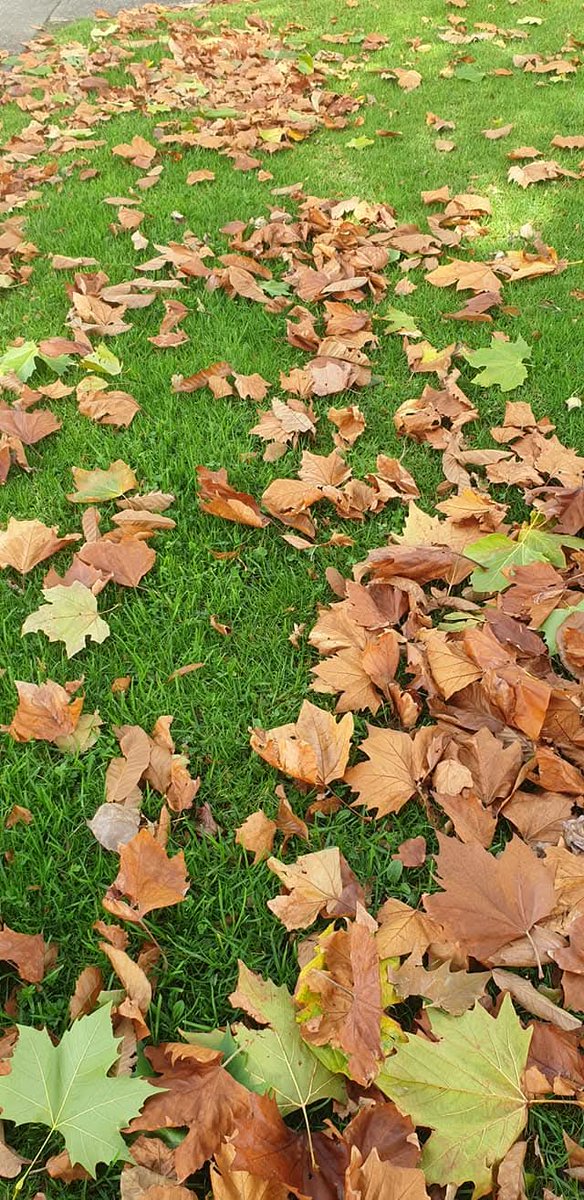 NZAllison's tweet image. #Autumn