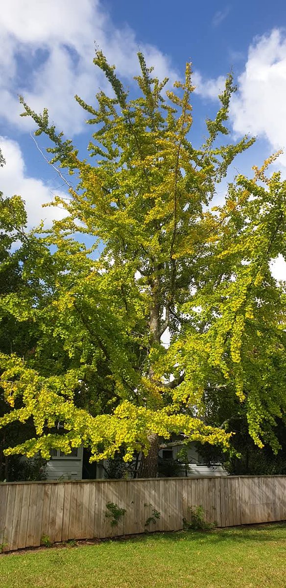 NZAllison's tweet image. #Autumn