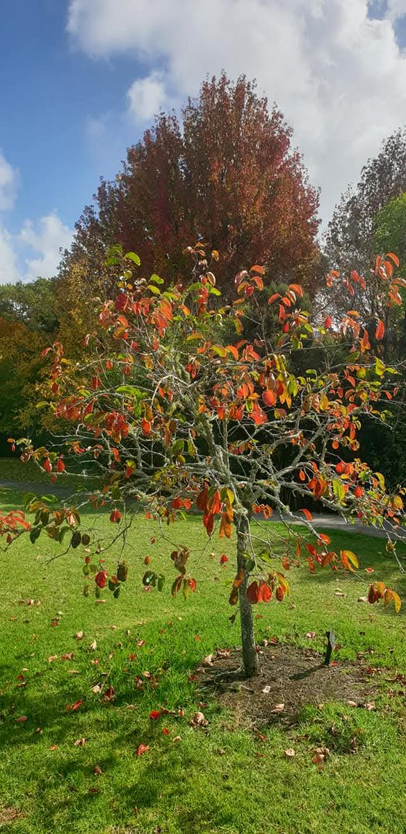 NZAllison's tweet image. #Autumn