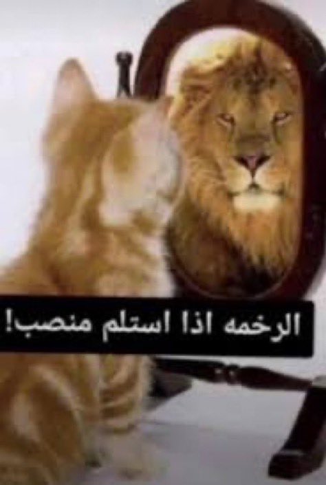 أ tweet media