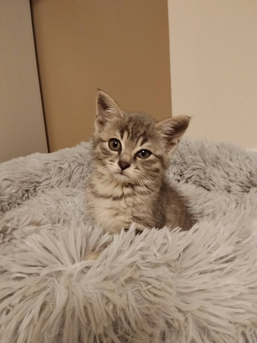 un atto d'amore odv tweet media