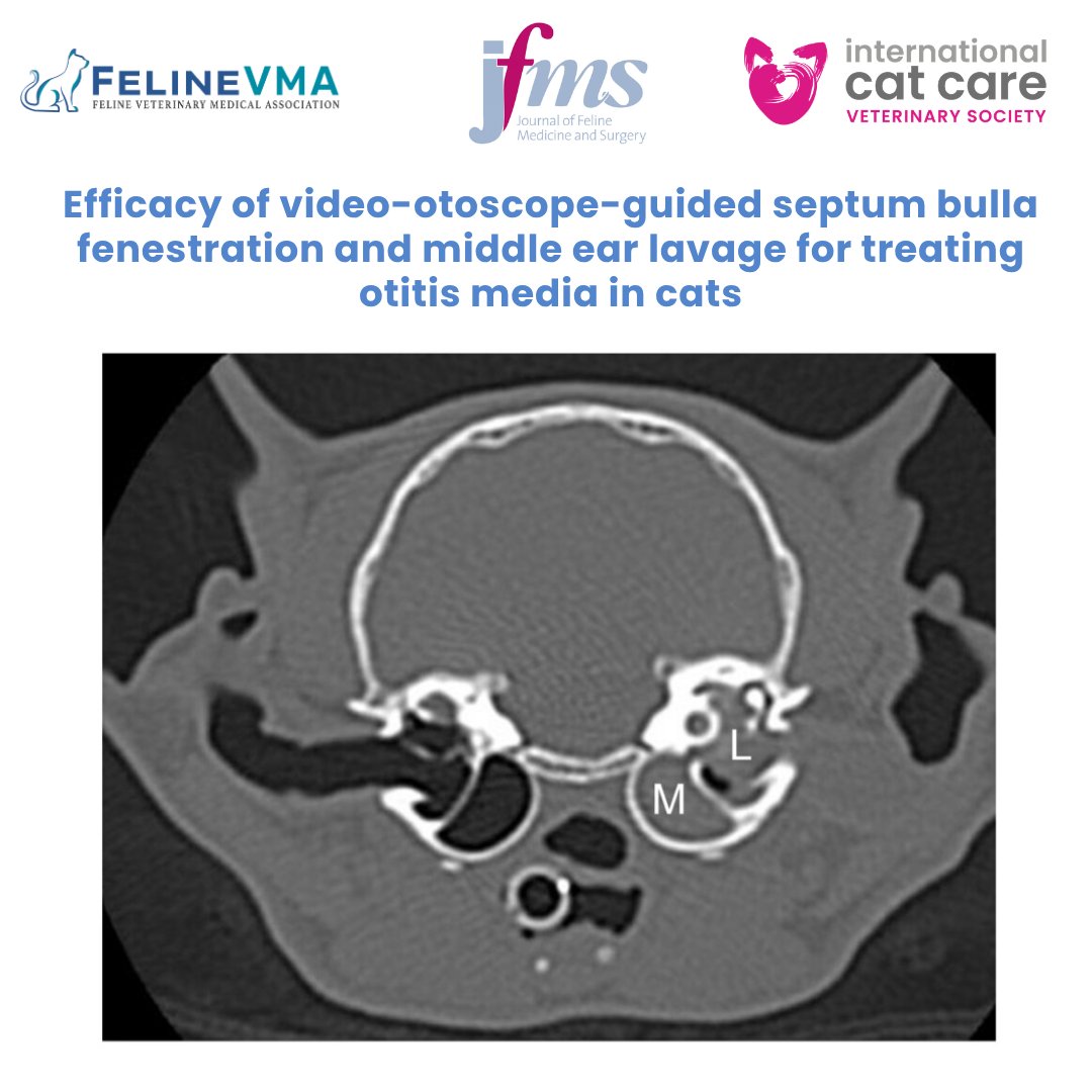 CatVets's tweet image. “Efficacy of video-otoscope-guided septum bulla fenestration and middle ear lavage for treating otitis media in cats.” Read the article at bit.ly/4tr7MVn. 

#OpenAccess #FelineHealth #JFMS