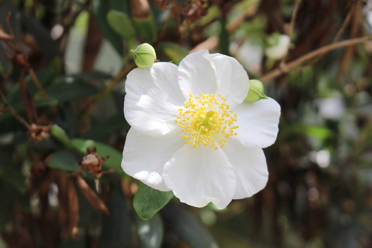 Gardeners_Path_'s tweet image. How to Grow and Care for Bush Anemones - Carpenteria californica is a rare beauty with pollinator-attracting blooms and stunning ever green foliage. Learn how to grow this California native now on Gardener's Path. #nativeplants #landscape #flowers gardenerspath.com/plants/flowers…