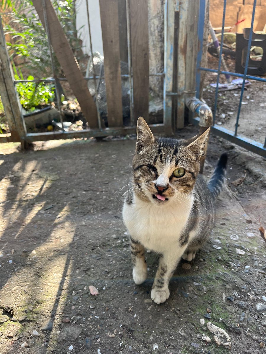 mericonuz's tweet photo. O benim dünyam , güçlü bebeğim  “Boncuğum “ 🧿 🫠🐈 https://t.co/eeK3MXhzUN