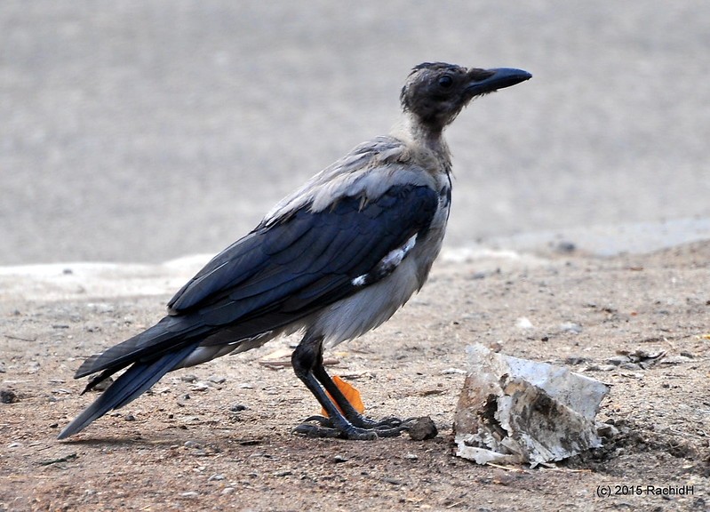 rachidH's tweet image. #Hoodedcrow #Corvus #Ccornix #Corneille #CorneilleMantelée #Maadi #Cairo #Egypt #intelligentbirds #birds #oiseaux #crows #ravens #corvids #corvidae #corbeaux #Ornithology

Rachid H shared a photo with you from the Flickr app! Check it out:
flic.kr/p/BUPo2d
