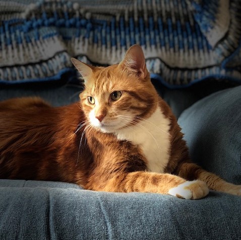 The Orange Rose Literary Magazine tweet media