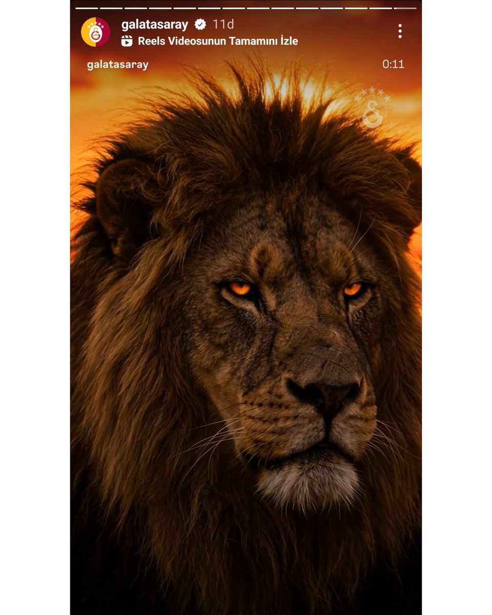 Forza Cimbom tweet media