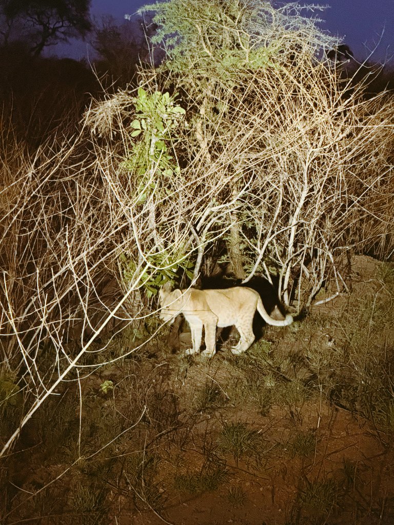 mak_eyee's tweet photo. A night game drive in Murchison fall National Park.
#ExplorerUganda https://t.co/VHX7cMgCig