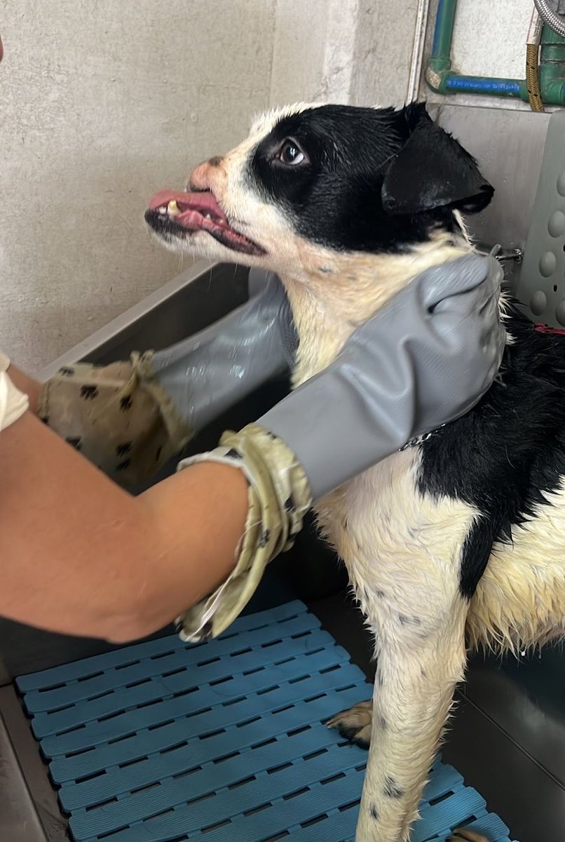 𝙷𝚎𝚕𝚊 𝙼𝚘𝚛𝚎 🐶 tweet media