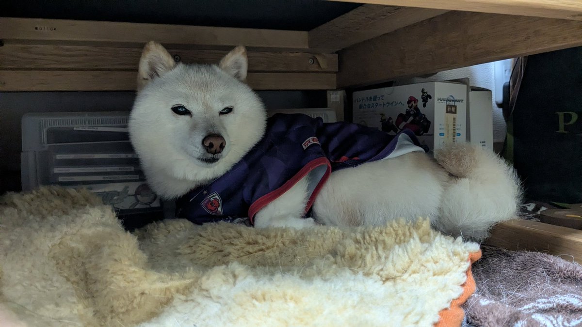 cb1000sf's tweet image. もう、休養、十分やろ？
今日はな、勝ち点3、#HUNT3
それだけやで！
あれ、もう少し休んどく？
肩甲骨に #WACOL #HORIBA 
胸に #kyocera
と共に今季2度目の大阪遠征へ
#大阪京都
1度目の大阪は雨に濡れなかったこと以外ええことなかったけど
遠征は蓋開ける迄わからない笑
私の頭中の左前は18→77継投