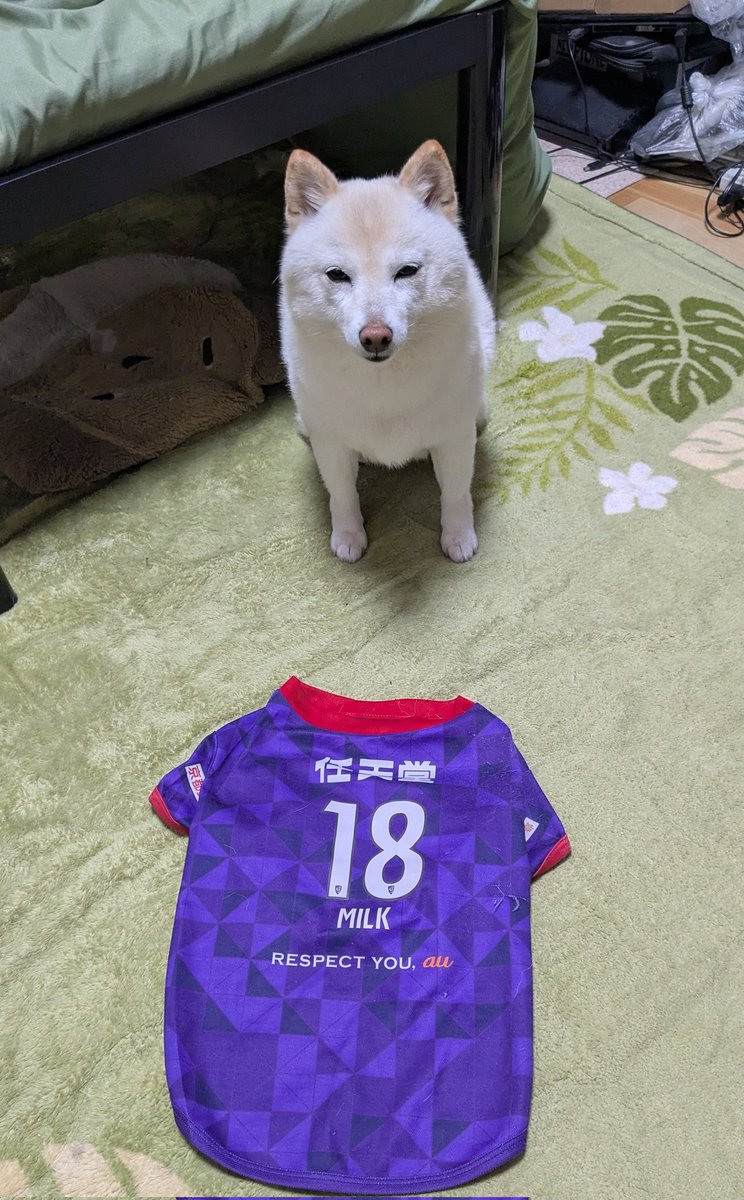 cb1000sf's tweet image. もう、休養、十分やろ？
今日はな、勝ち点3、#HUNT3
それだけやで！
あれ、もう少し休んどく？
肩甲骨に #WACOL #HORIBA 
胸に #kyocera
と共に今季2度目の大阪遠征へ
#大阪京都
1度目の大阪は雨に濡れなかったこと以外ええことなかったけど
遠征は蓋開ける迄わからない笑
私の頭中の左前は18→77継投