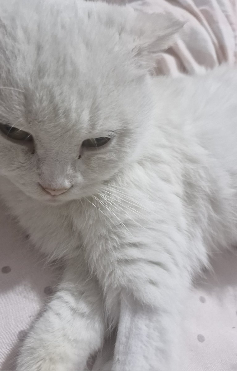 Miles Edgeworth of proshiptwt tweet media