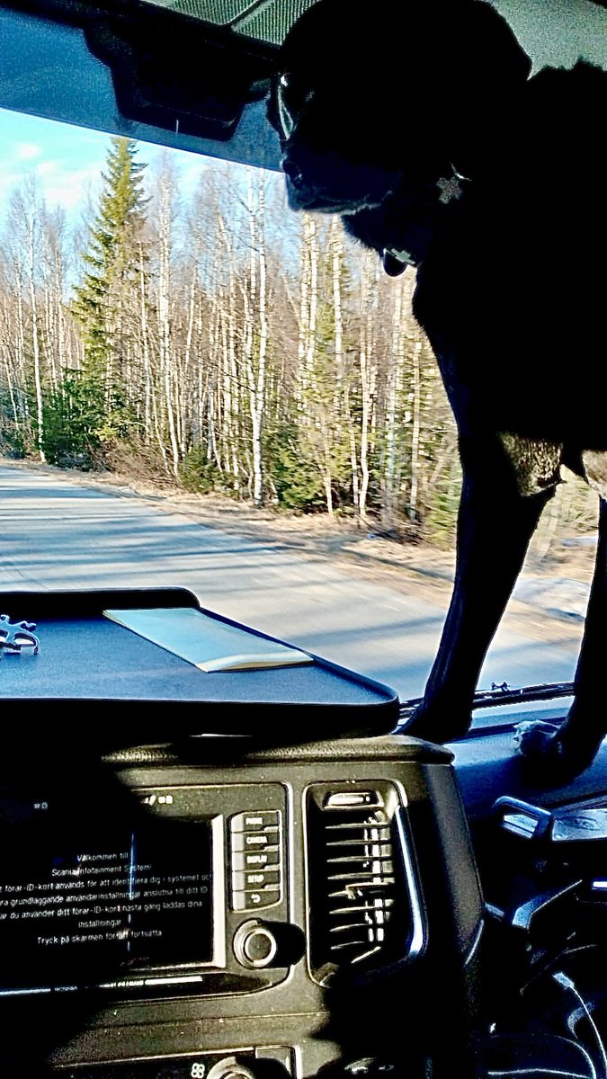 Lord Chester 🐕‍🦺 tweet media