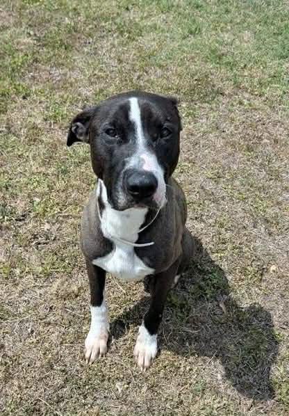 PawsnTails4TX's tweet image. 🎉💙🎈CYRANO has been tagged for rescue! This sweet boy will now have a full belly every day! Thank you all for helping him find safety 🙏🐾 More details to follow as they become available!
Happy tails CYRANO 🥳🎉
Houston #TX