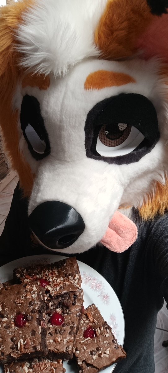 TheButterDoggy's tweet image. Cuántos brownies puede comer un doggo antes de morir? Lo averiguaremos....

#FursuitFriday #FurryBaker #Brownies