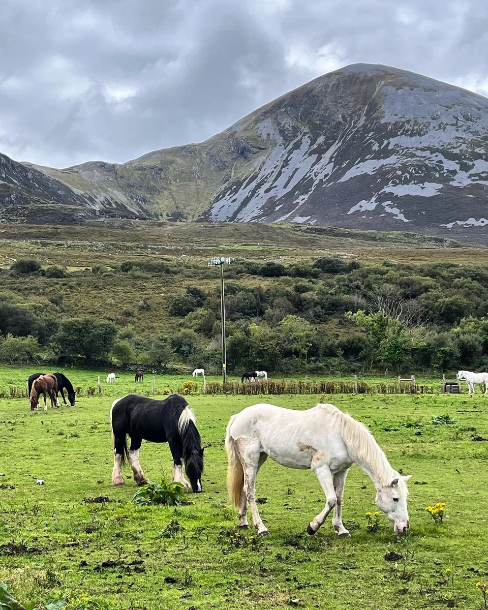 ThisIsIreland3's tweet image. Postcards from Mayo 🏞️ 💌 💚

📍County Mayo-Éire 🇮🇪 

📸 Michael Petipas Photography

#Mayo #Ireland #Perfection #Horses #Postcard