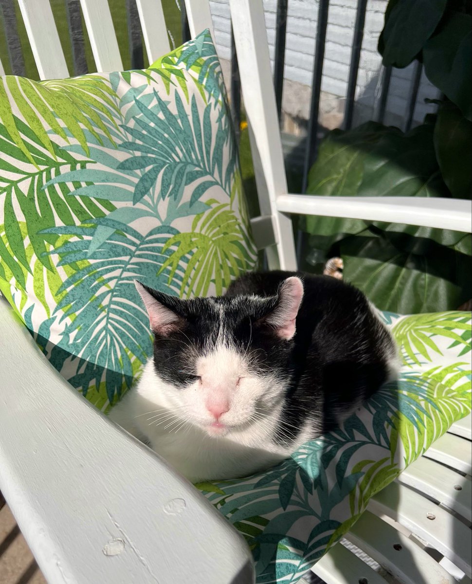 Gorillababe's tweet image. Happy #Friyay sweet fwends 🩵I found a sun puddle today ☀️😻Hope mew are off to a gweat start to da weekend 🩵Wuv &amp;amp; hugs 🩵 #CatsOfTwitter #Hedgewatch #Adopt #ZSHQ