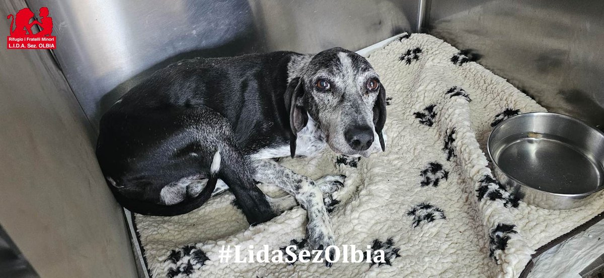 Lida sez. Olbia ODV tweet media