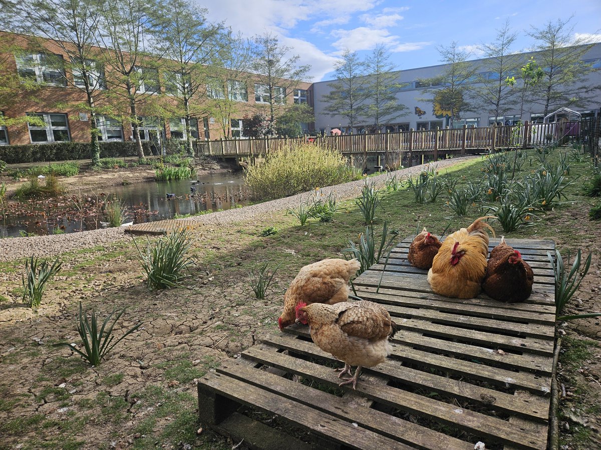 Mr_H1978's tweet photo. A lovely week back.

The kids were on form. 

A few new arrivals too. Eggciting times...as long as the crow keeps away. https://t.co/RETHem6ukG