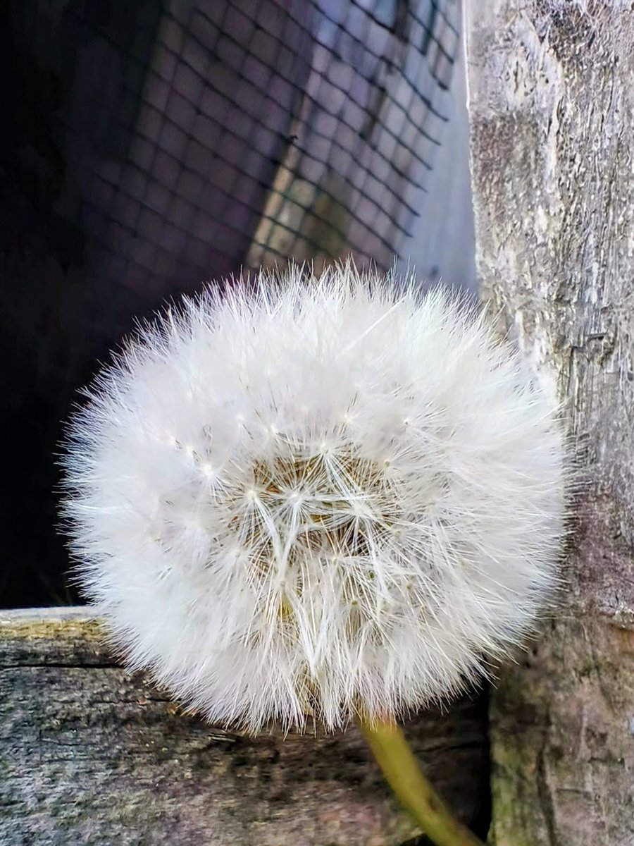 LadyGrace27's tweet image. Close your eyes and make a wish,
send it softly into the air—
like a secret on the wind,
like something held with care.
Let it wander without rushing,
no need to know how or when—
trust the quiet of the moment
and where it lands again. ✨

#poem #poetry #anode
#makeawish