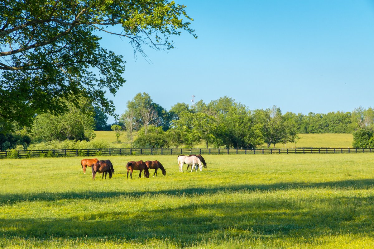 StableComfort's tweet photo. Bring the comfort of the pasture into every stall—because natural comfort is a great choice. 🌿

StableComfort is designed to mimic the natural pasture with its multi-layered system, supporting healthier, happier horses every day. https://t.co/pr4s7RrkfW